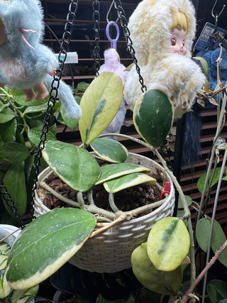 Hoya obovata (Outer variegated)
