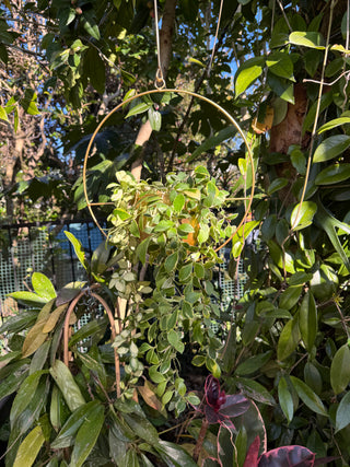 Hoya heuschkeliana (Outer variegated)