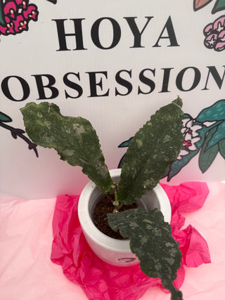 Hoya undulata - Rare