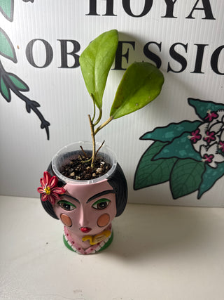 Hoya mindorensis  (Cuttings)