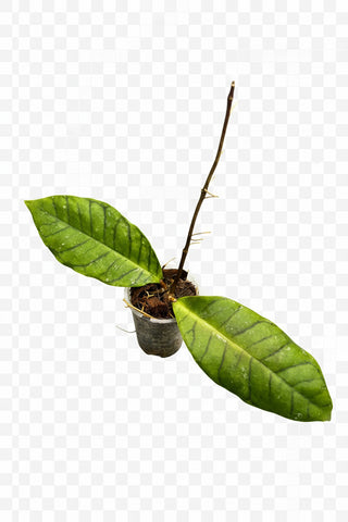 Hoya callistophylla Giant, New release, Very Rare