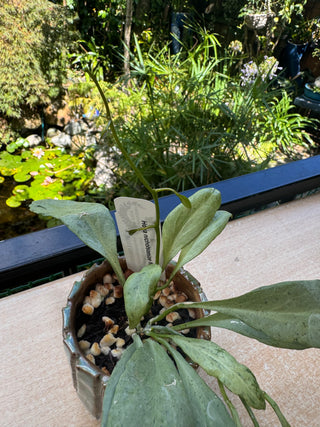 Hoya nicholsoniae ‘New Guinea Ghost’ - Plant 2