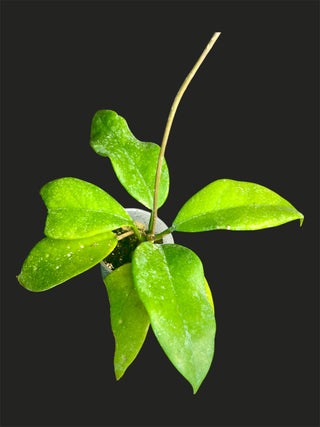 Hoya monetteae - Extremely Rare Hoya