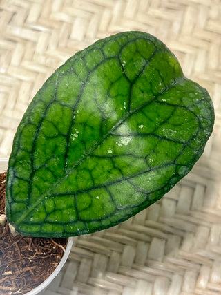 Hoya sp. Lampung , Very rare