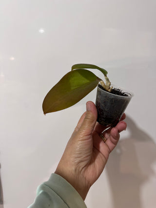 Hoya sp PNG SV432, Very Rare