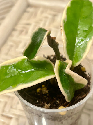 Hoya carnosa ‘Marianna’, Very Rare