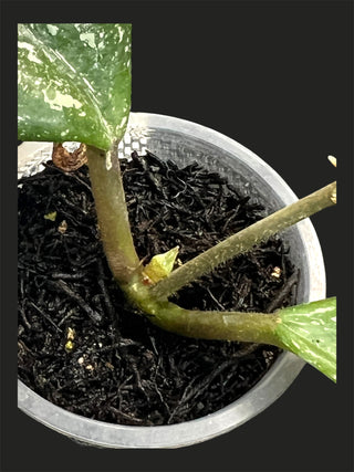 Hoya carnosa ‘Snowball’ (High Splash)