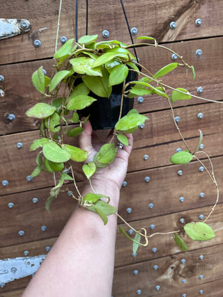 Bundle of Philippine Hoyas