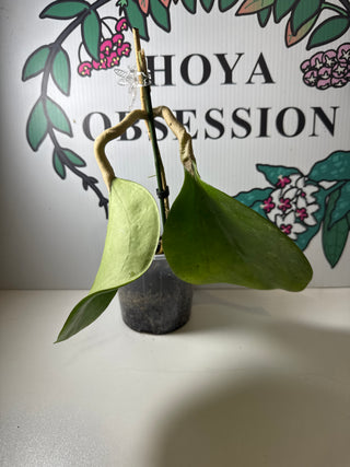 Hoya loyceandrewsiana