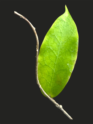 Hoya sp PNG SV422, Very Rare
