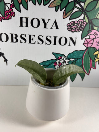Hoya multiflora 'WonderPhil'
