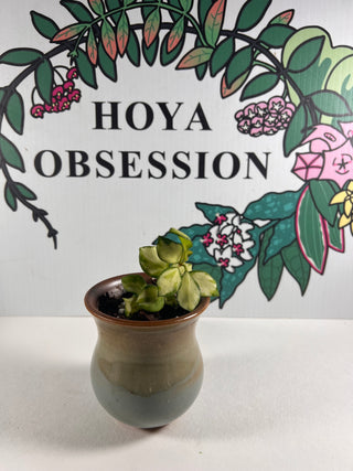 Hoya heuschkeliana (Inner  variegated)