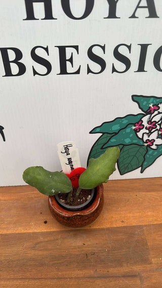 Hoya waymaniae Borneo, Rare