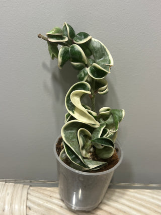 Hoya carnosa ssp. compacta  ‘Regalis’ (Outer  variegated Hindu rope)