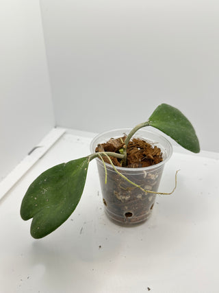 Hoya kerrii- (Inner variegated)