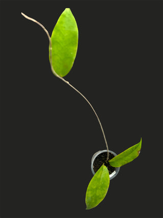Hoya sp PNG SV422, Very Rare