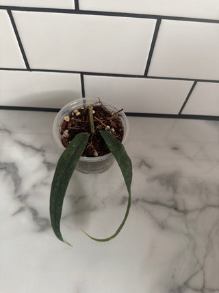Hoya platycaulis, Extremely Rare
