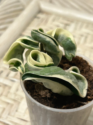 Hoya carnosa ssp. compacta  ‘Regalis’ (Outer  variegated Hindu rope)