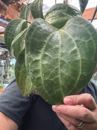 Hoya polystachya