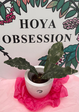 Hoya undulata - Rare