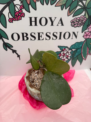 Hoya kerrii