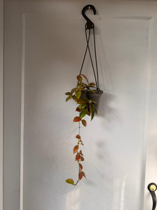 Hoya ‘Sunrise' - Full Plant