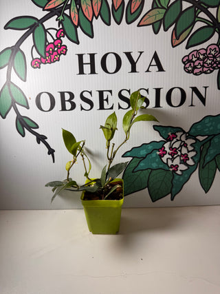 Hoya ‘Elena’ - Hoya lacunosa (aff.-Hybrid)