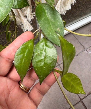Hoya ‘Elena’ - Hoya lacunosa (aff.-Hybrid)