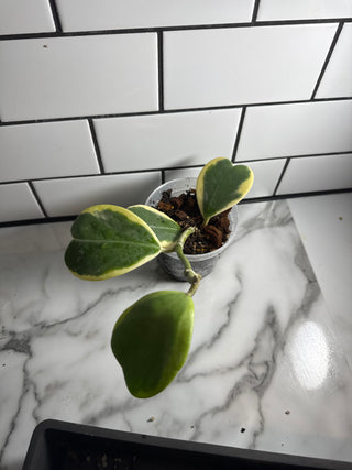 Hoya kerrii (Outer variegated)