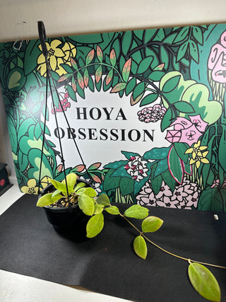 Hoya mindorensis (Full Plant)