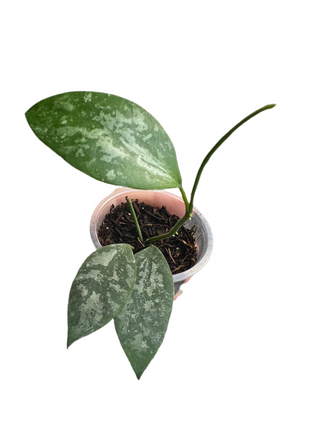 Hoya sp. Indonesia (Splash), Very Rare