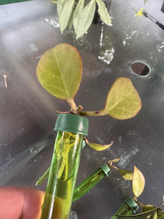 Water-rooted Hoya cuttings