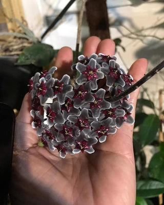 Bundle # 3 - Hoyas with Dark Flowers