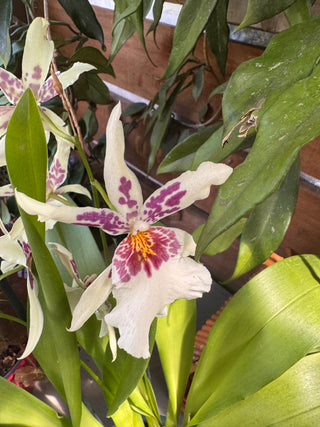 Miltoniopsis