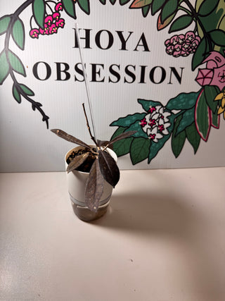 New Release - Hoya ‘Sangria’