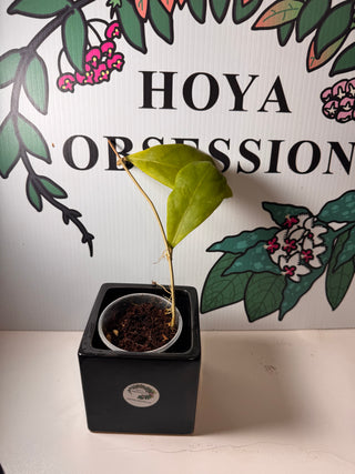 Hoya mindorensis  (Cuttings)