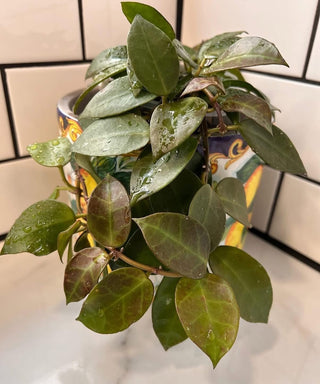 Hoya ‘Elena’ - Hoya lacunosa (aff.-Hybrid)