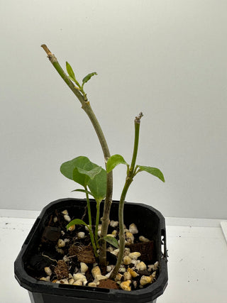 Very Rare Hoya irisae