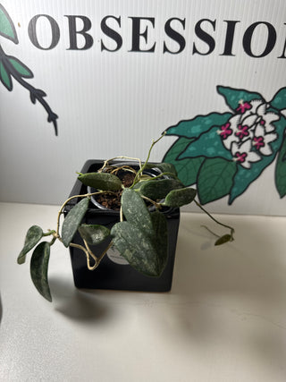 Hoya thomsonii (White) - Rarer than Pink