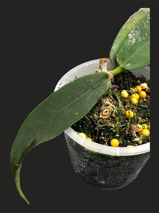 Hoya Fauziana ssp. angulata, Extremely Rare