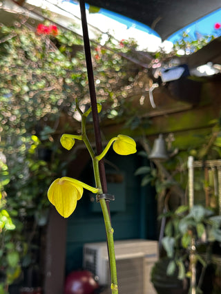 Phalaenopsis - Yellow