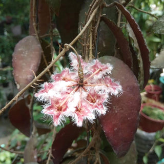 Hoya caudata Sumatra