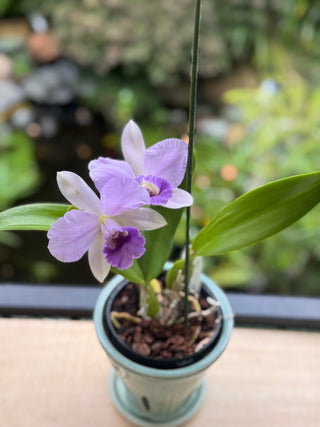 Orchid - Cattleya -  Purple Flower -