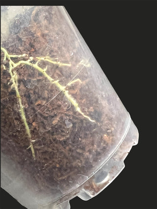 Hoya UT 073, Very Rare
