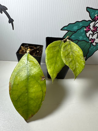 Hoya sp. Chicken Farm - Rare