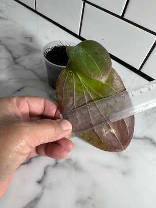 Hoya sp PNG SV432, Very Rare
