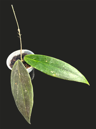 Hoya ‘Soul Stone’