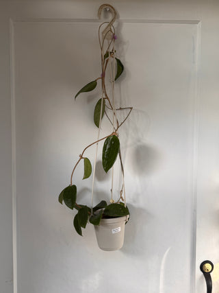 Hoya hanhiae Soft Pin