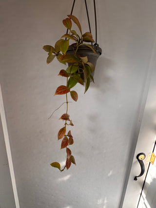 Hoya ‘Sunrise' - Full Plant