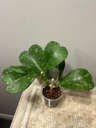 Hoya kerrii (Splash)